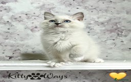 Ragdoll cats for sale: 🐾🩷*TICA REG* EU RAGDOLL KITTENS🌟 DNA CLEAR 🩵🐾 - Image 14