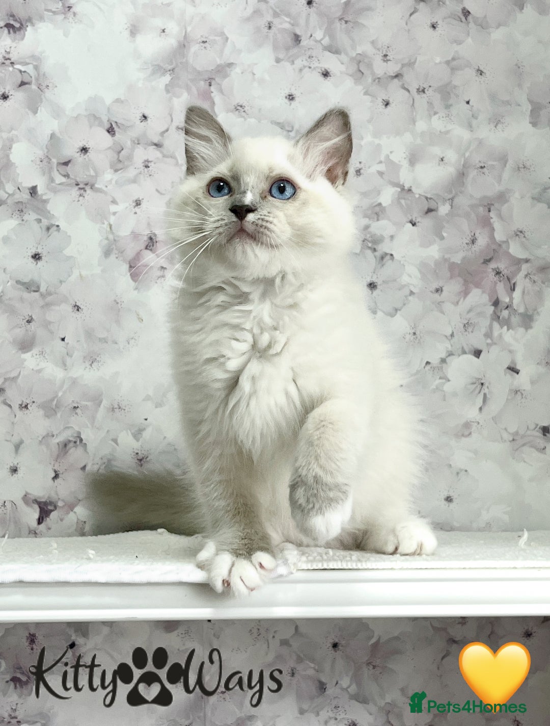Ragdoll cats for sale: 🐾🩷*TICA REG* EU RAGDOLL KITTENS🌟 DNA CLEAR 🩵🐾 - Image 14
