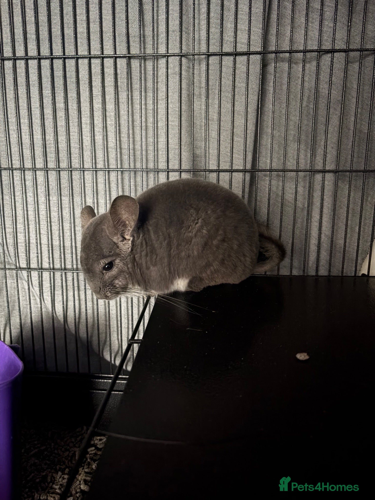 Chinchilla rodents 2 bonded male chinchillas  - Advert 2