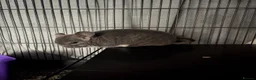 Chinchilla rodents for sale: 2 bonded male chinchillas  in Dudley - Advert 1