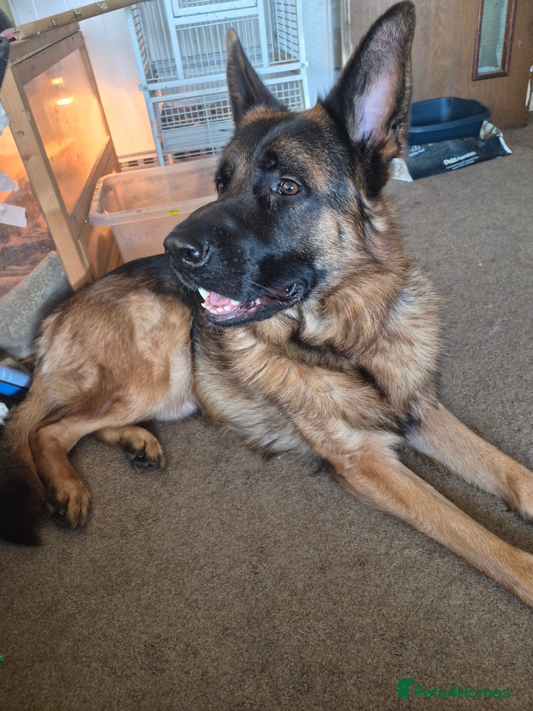 German Shepherd dogs for stud: Bruce - Advert 1