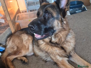 German Shepherd dogs Bruce - Advert 1