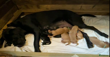 Labrador Retriever dogs - Advert 3