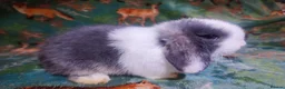 Mini Lop rabbits for sale: Baby Mini Lops - Advert 15