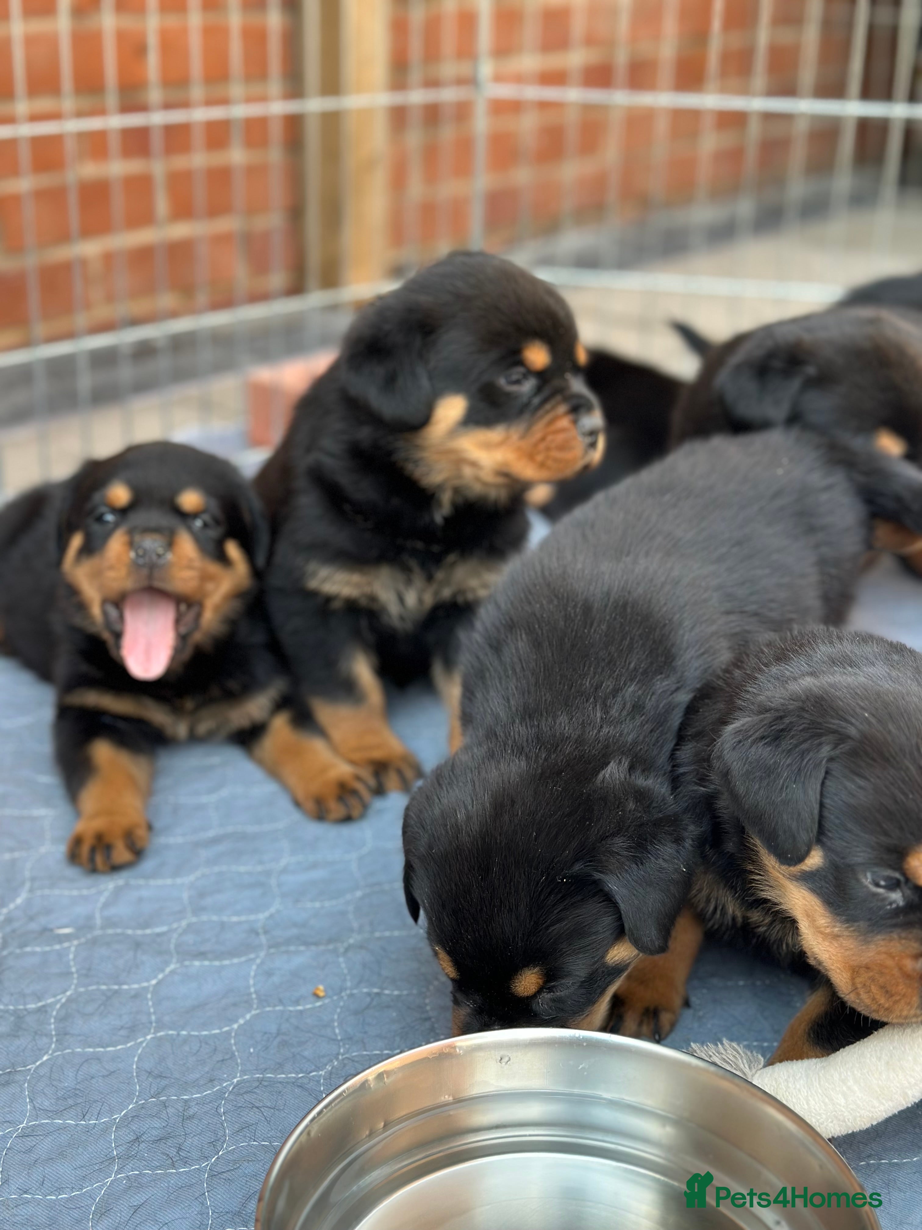 Rottweiler dogs Exceptional KC Registered Ch bloodline Rottie pups - Advert 2