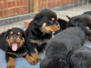Rottweiler dogs Exceptional KC Registered Ch bloodline Rottie pups - Advert 2