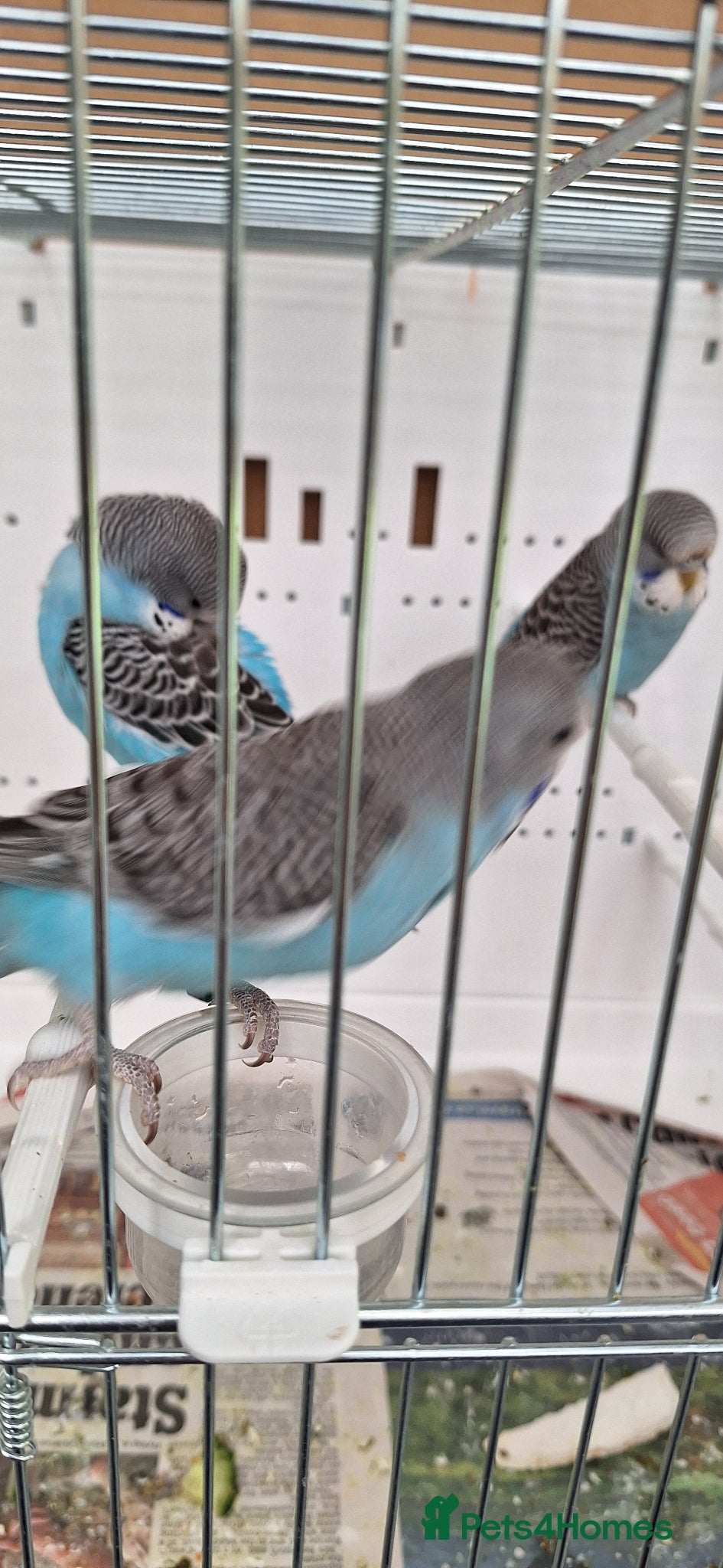Budgerigars birds Baby budgies  - Advert 12