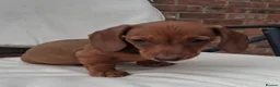 Miniature Dachshund dogs for sale: Miniature dachshund puppies  - Advert 4