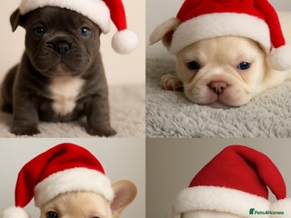 French Bulldog dogs Full visual outstanding fluffy frenchies - Advert 6