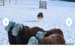 Border Collie dogs for sale: Gorgeous Tri colour border collie puppies  - Image 14