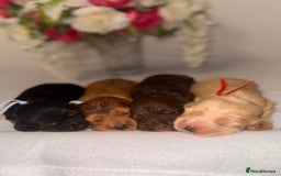 Cocker Spaniel dogs for sale: 🐶🐾beautiful show cocker spaniel puppy’s 🐶🐾 - Image 19