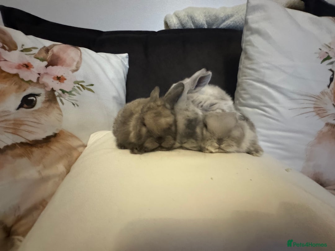 Mini Lop rabbits for sale: Pedigree Mini Lops - Advert 6