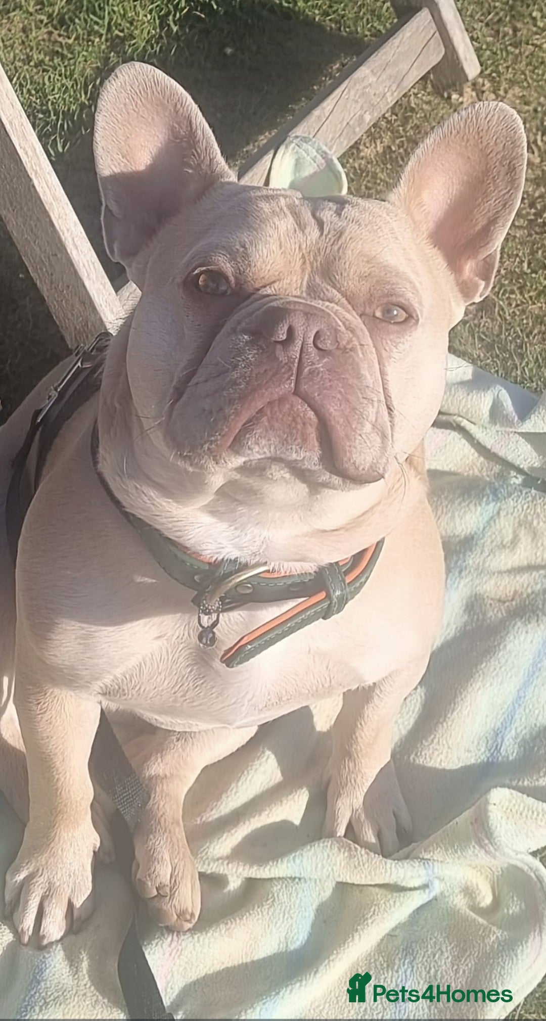 French Bulldog dogs for stud: Pato the French Bulldog for Stud. - Advert 3