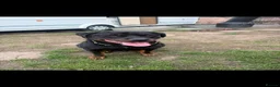 Rottweiler dogs for sale: 🐾 Rottweiler Puppies Expected Late Nov 2026 🖤🤎 in Sheffield - Advert 3