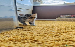 British Shorthair cats for sale: ❤️Gorgeous Scottish Fold/Straight kittens❤️ - Image 6