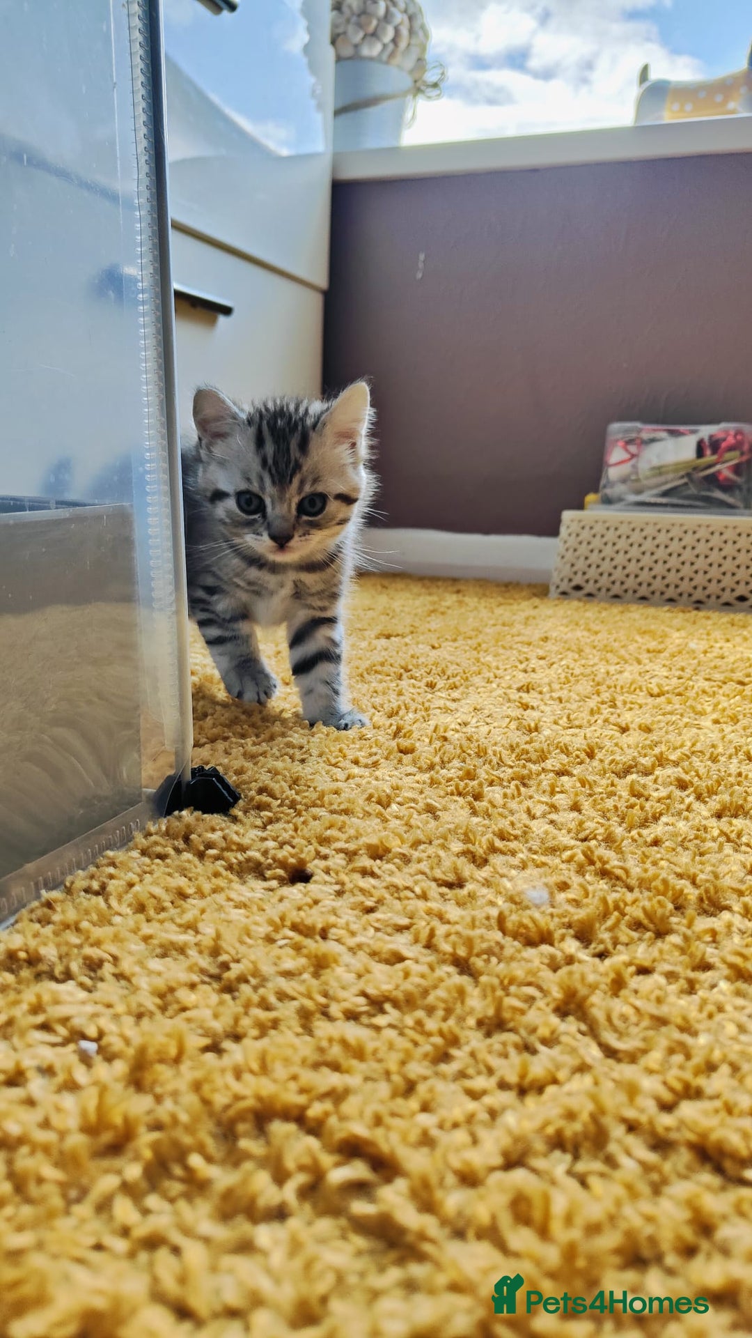 British Shorthair cats for sale: ❤️Gorgeous Scottish Fold/Straight kittens❤️ - Image 6