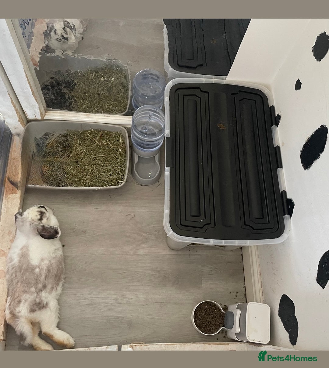 Mini Lop rabbits for sale: Re-homing our beautiful Buddy & Bean - Image 5
