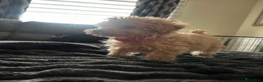 Toy Poodle Puppy 4