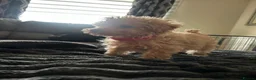 Toy Poodle dogs for sale: Beautiful KC registered Toy Poodle Puppies 💛 - Advert 18
