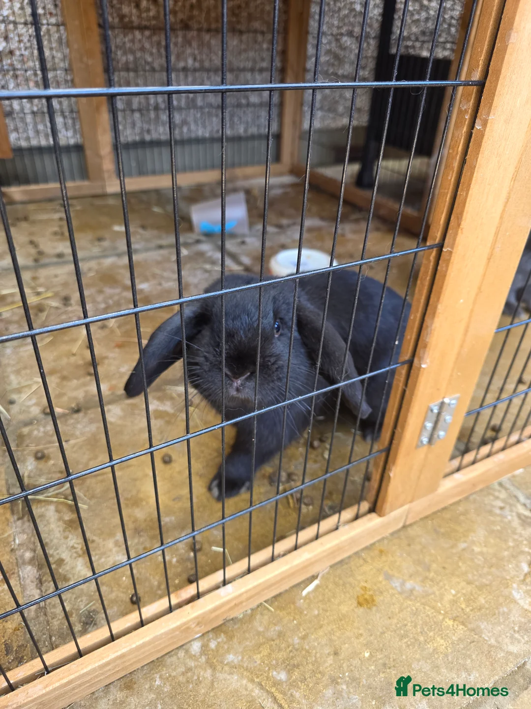 English Lop rabbits for sale: English lops rabbits 2 adults 2 babies - Advert 5
