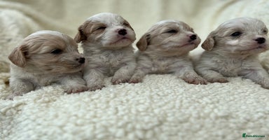 Cavachon dogs - Advert 1