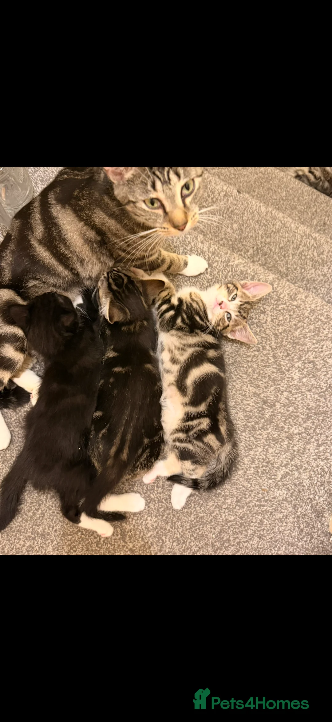Mixed Breed cats for sale: Kittens for sale ready to go now ! - Advert 5