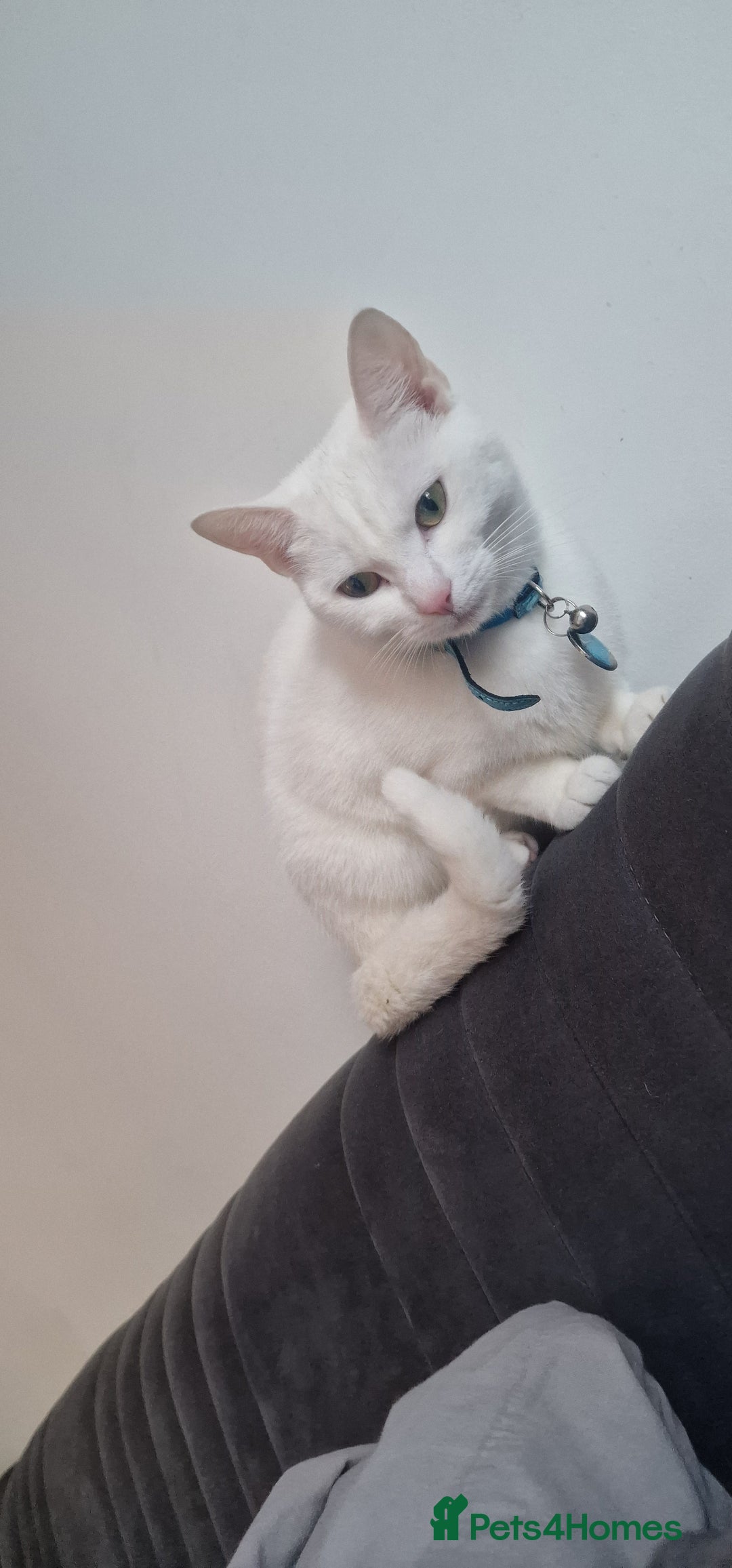Mixed Breed cats for sale: Looking to rehome due to change in circumstances  - Image 2