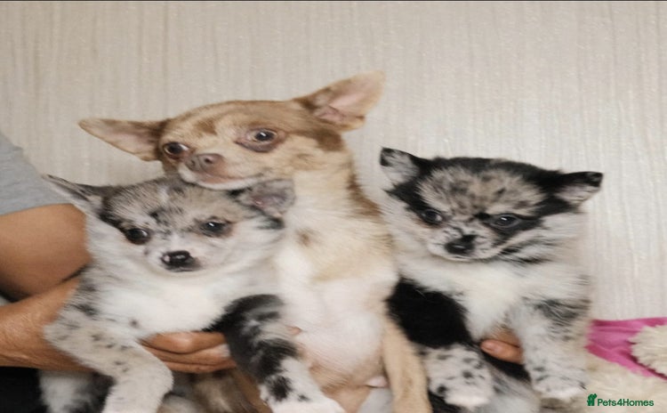 Mixed Breed dogs - Advert 11