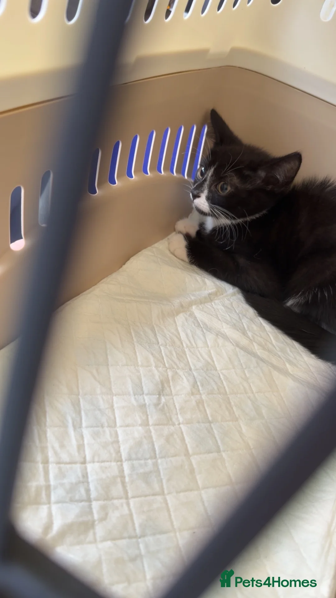 Domestic Shorthair cats for sale: Beautiful 18-Week-Old Kitten Looking for His home in Bolton - Advert 7