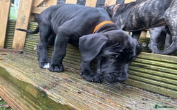 Mixed Breed dogs for sale: Cane corso/Great Dane puppies for sale ✨✨ - Image 13