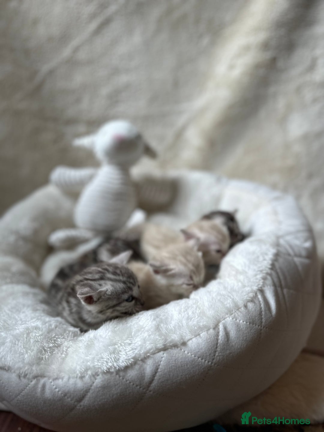 Bengal cats for sale: 💎💎💎 Luxury Bengal Kittens Available  - Image 12