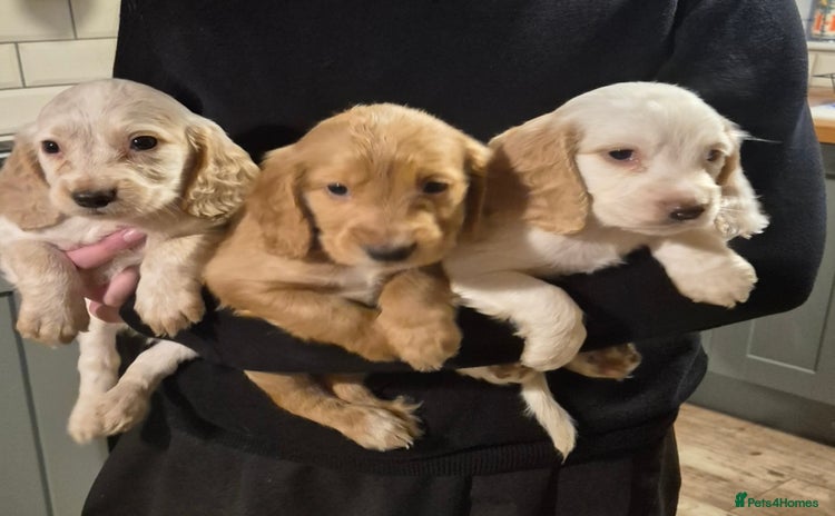 Cocker Spaniel dogs - Advert 1