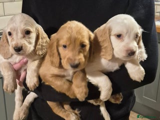 Cocker Spaniel dogs - Advert 27