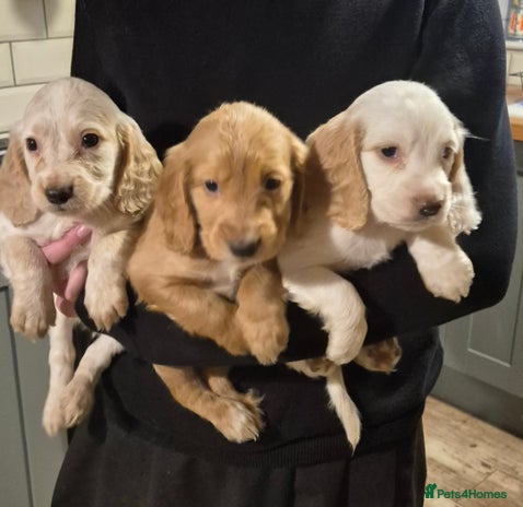 Cocker Spaniel dogs - Advert 4