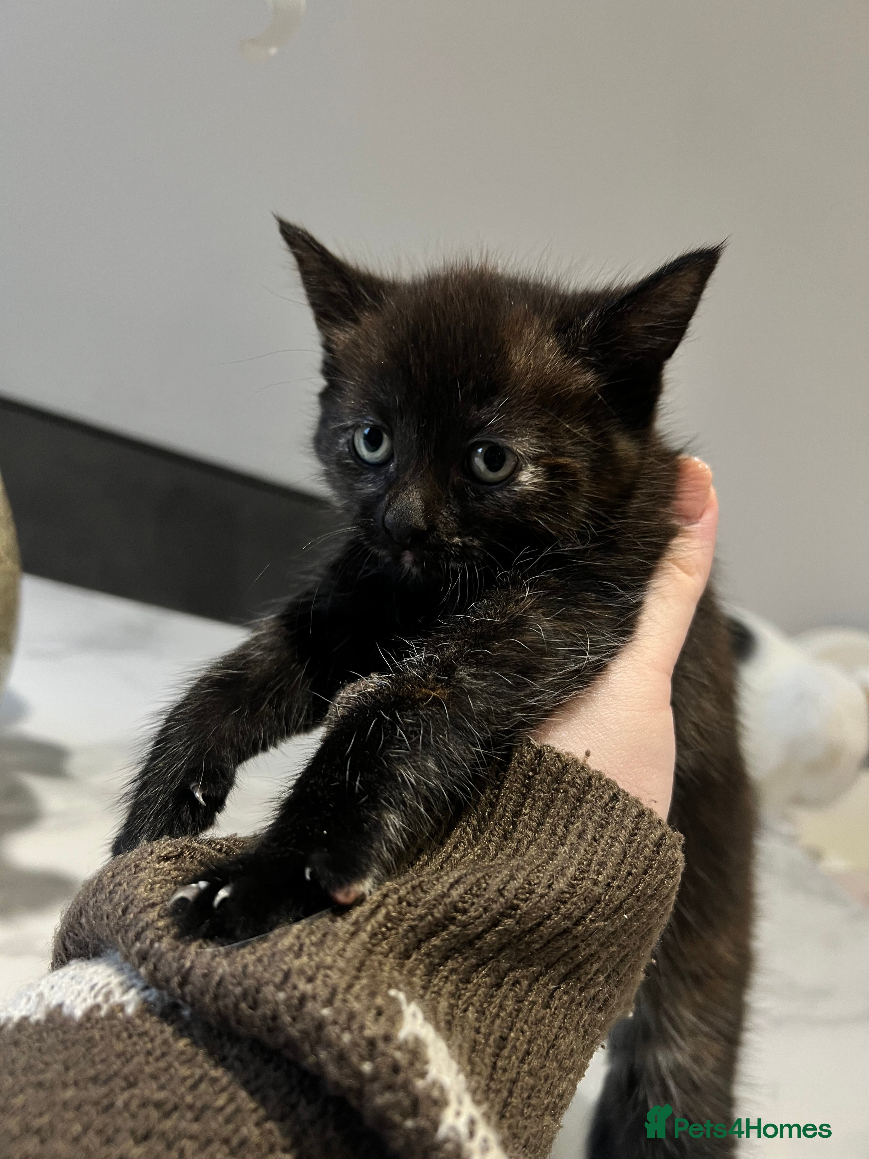 Mixed Breed cats 1 Gorgeous Kitten - Advert 1