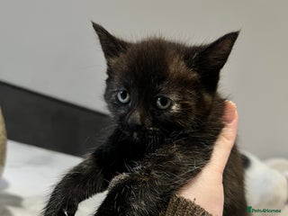 Mixed Breed cats 1 Gorgeous Kitten - Advert 1