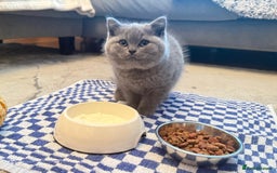 British Shorthair cats for sale: 💙GCCF MALE BSH KITTENS OUTSTANDING CHAMPION LINES - Image 22