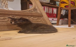 Maine Coon cats for sale: Beautiful Mainecoon X  9 kittens  - Image 30