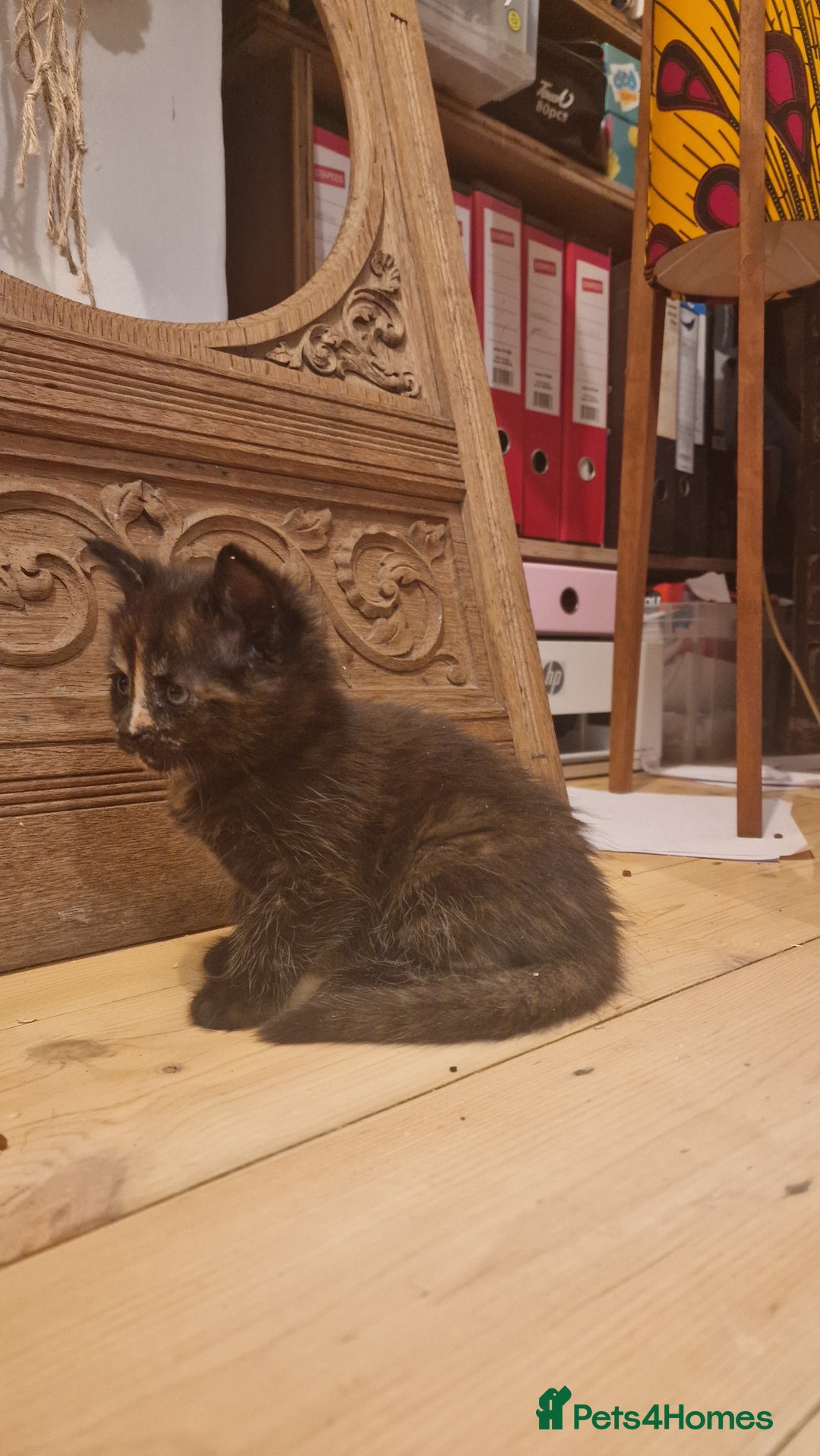 Maine Coon cats for sale: Beautiful Mainecoon X  9 kittens  - Image 30