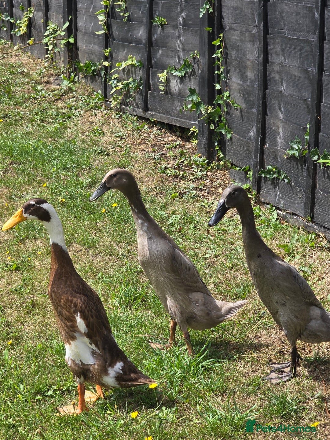 Ducks poultry for sale: Indian runner ducks  - Image 3