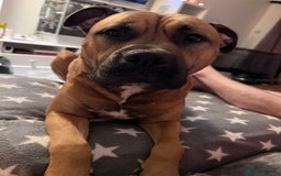 Bullmastiff dogs for stud: FOR STUD  - Image 4