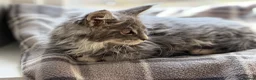 Maine Coon cats for sale: Stunning Gccf reg maine coon kittens  - Advert 18
