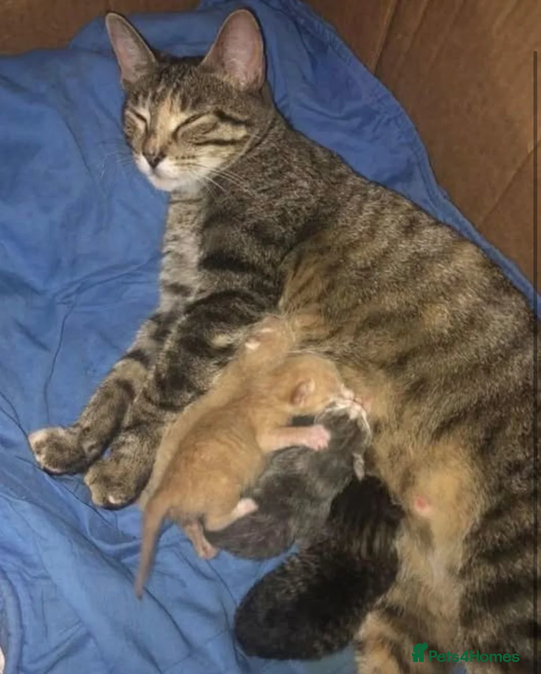 Mixed Breed cats for sale: 2 Adorable kittens - Ready for rehoming! - Advert 8