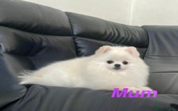 Pomeranian dogs for sale: 🐼Teddy Face🔥Top quality 🏆Very Tiny - Advert 9