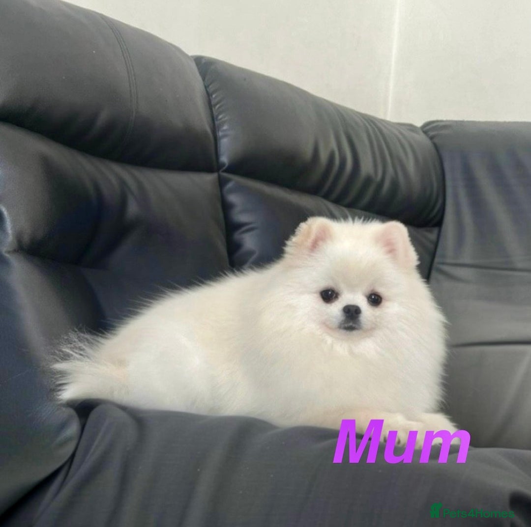 Pomeranian dogs for sale: 🐼Teddy Face🔥Top quality 🏆Very Tiny - Advert 9