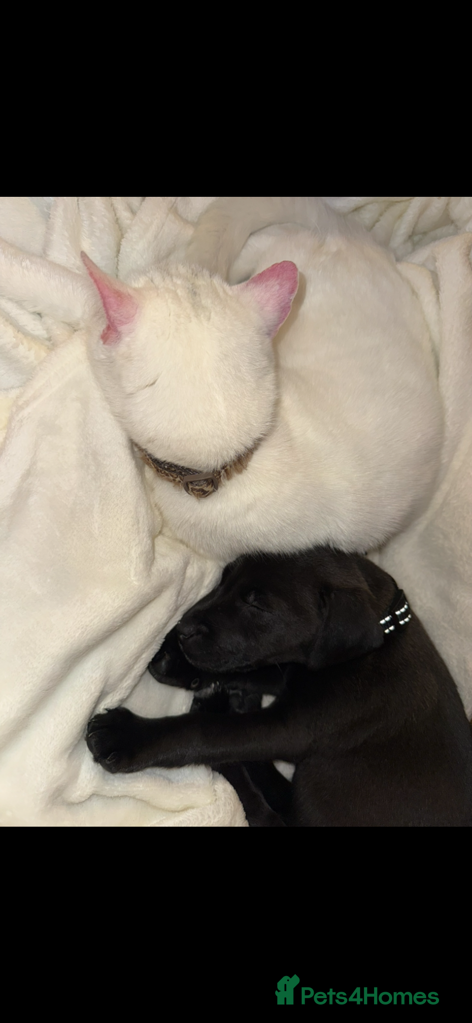 Mixed Breed dogs buddy - Advert 1