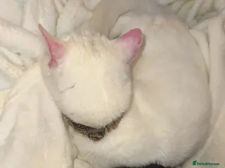 Mixed Breed dogs buddy - Advert 1