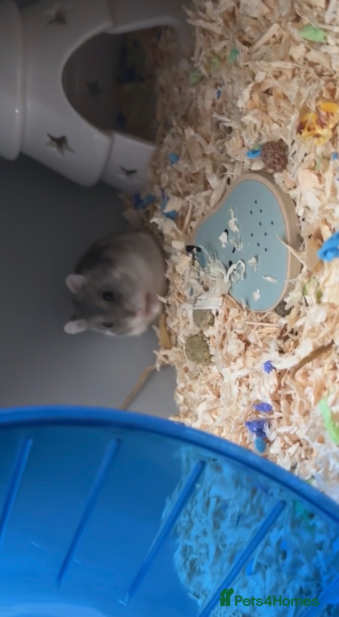 Hamster rodents Lenny  in Alcester - Advert 1