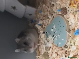 Hamster rodents Lenny in Alcester - Advert 1