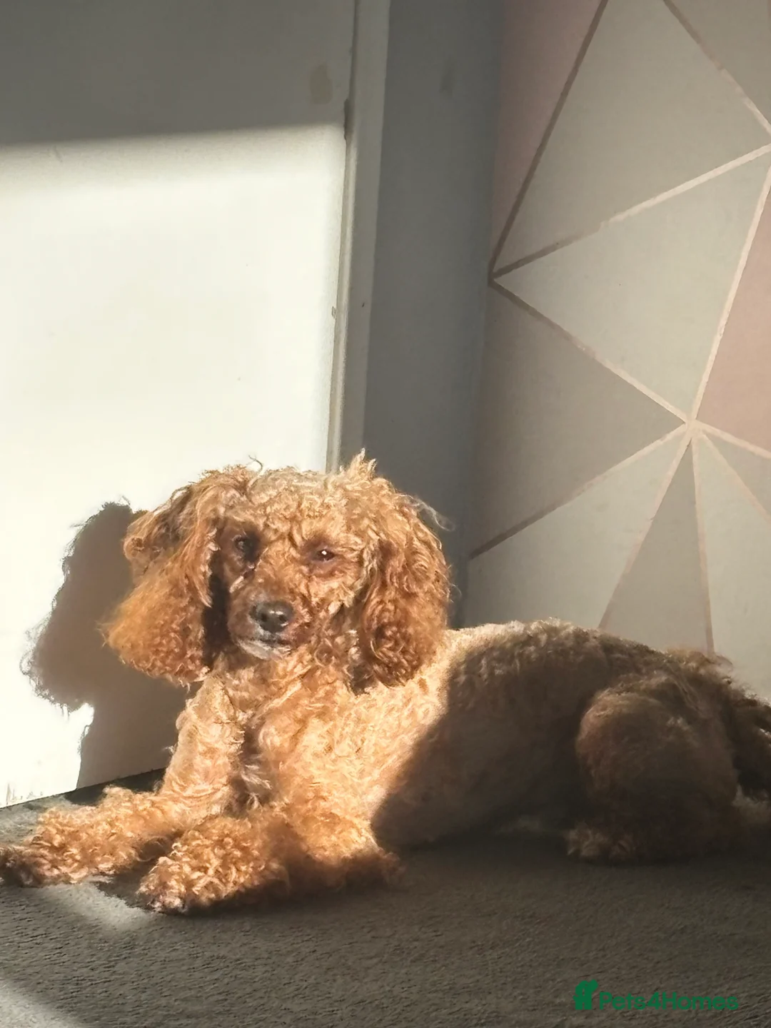 Miniature Poodle dogs for sale: Clover  - Advert 1